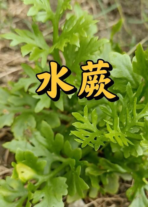 水蕨菜种植方法是什么？如何确保种植成功？
