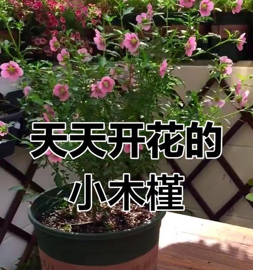 小木槿种子催芽方法是什么？需要多长时间才能发芽？