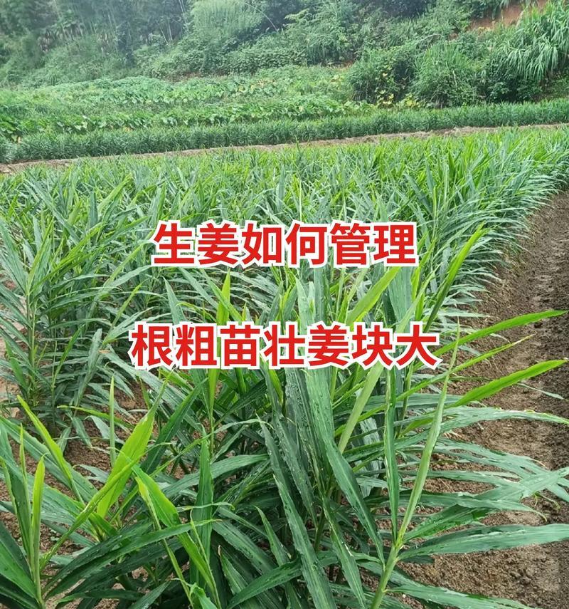 姜种怎么催芽？有效催芽方法有哪些？