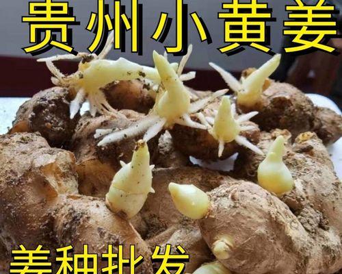 姜种怎么催芽？有效催芽方法有哪些？