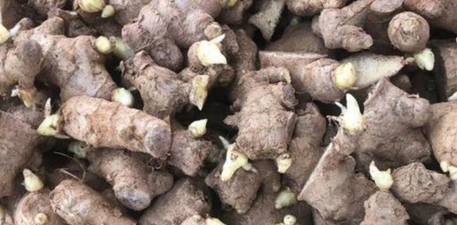 姜种怎么催芽？有效催芽方法有哪些？