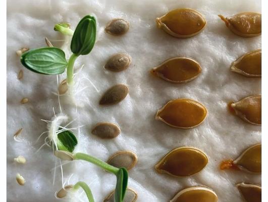 米椒种子催芽方法是什么？需要多长时间才能发芽？