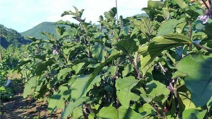 米椒种子催芽方法是什么？需要多长时间才能发芽？