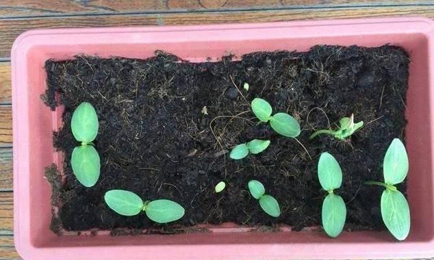 催芽种植蔬菜的方法是什么？步骤和注意事项有哪些？