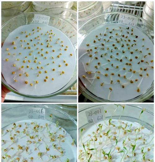 催芽种植蔬菜的方法是什么？步骤和注意事项有哪些？