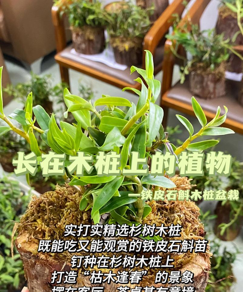 家里怎么种植石斛最好方法？有哪些步骤和注意事项？