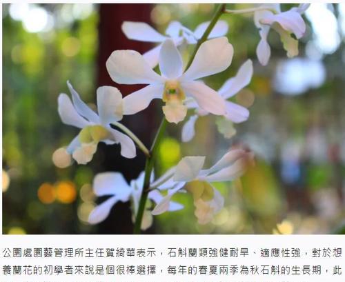 家里怎么种植石斛最好方法？有哪些步骤和注意事项？