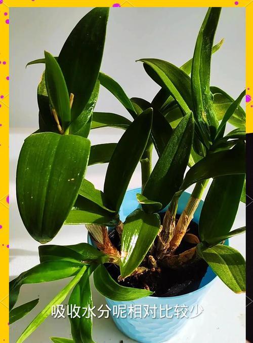 家里怎么种植石斛最好方法？有哪些步骤和注意事项？