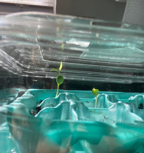 薰衣草冷冻催芽方法是什么？操作步骤和注意事项有哪些？