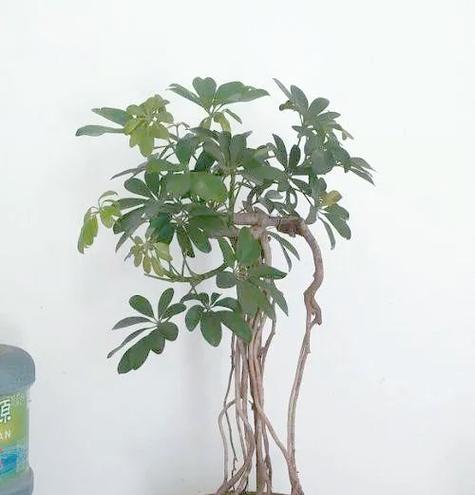 给树修剪枝叶怎么修剪好看？修剪后如何保持树木美观？