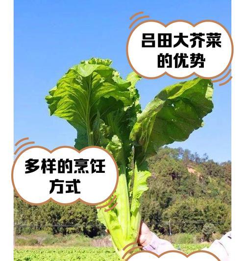 大叶盖菜催芽方法有哪些？哪种方式最有效？