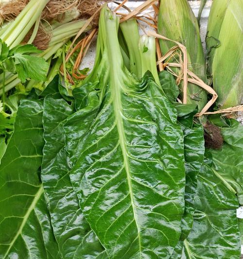 大叶盖菜催芽方法有哪些？哪种方式最有效？