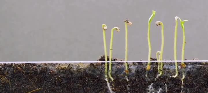 柿子籽催芽方法是什么？需要多长时间才能发芽？
