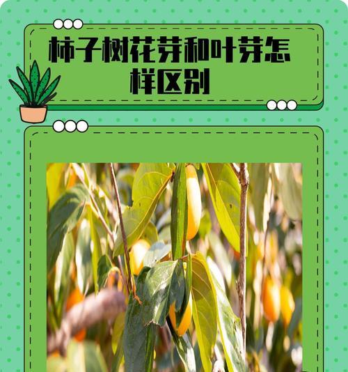 柿子籽催芽方法是什么？需要多长时间才能发芽？