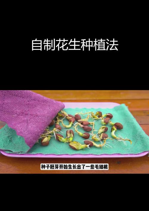 花生苗快速催芽方法是什么？需要多长时间才能发芽？
