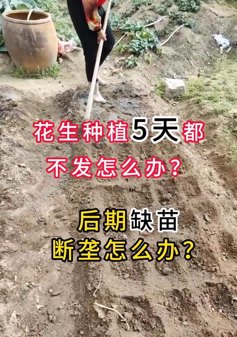 花生苗快速催芽方法是什么？需要多长时间才能发芽？