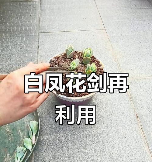 大白凤修剪枝叶的最佳时机是什么时候？修剪后如何护理？
