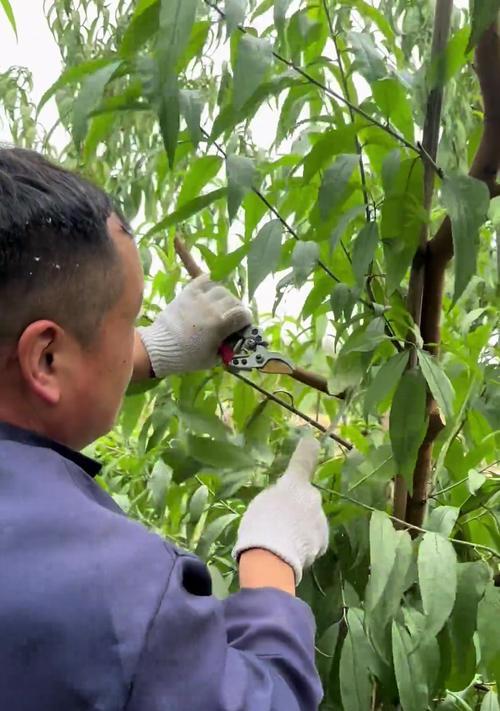 春季修剪枝丫怎么修剪好看？修剪技巧和注意事项是什么？