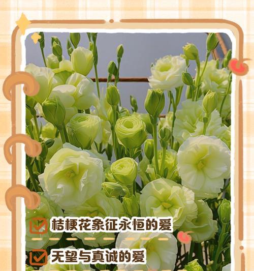 104朵花的寓意是什么意思？花语背后隐藏着哪些秘密？
