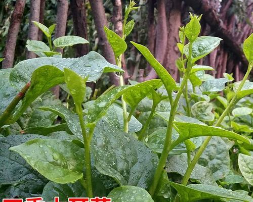 大叶藤菜怎么种植方法？步骤和注意事项是什么？