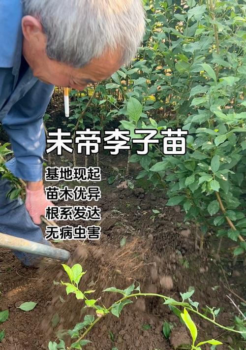 李子籽催芽方法是什么？需要多长时间才能发芽？