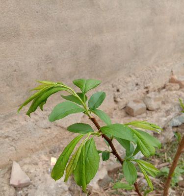 李子籽催芽方法是什么？需要多长时间才能发芽？