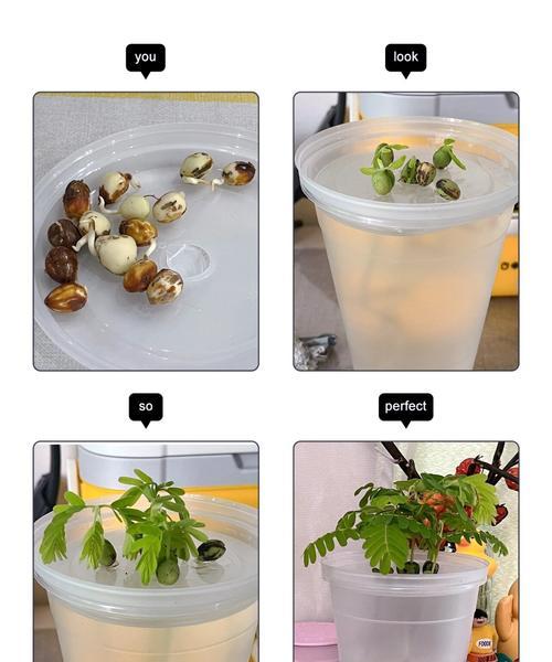 甜角催芽种植方法是什么？如何正确进行甜角催芽？