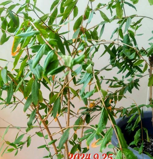石溜子催芽方法有哪些？如何快速实现石溜子催芽？