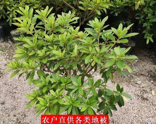 彩叶苗种植方法有哪些？如何确保成活率高？