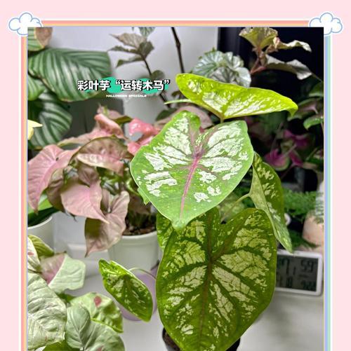 彩叶苗种植方法有哪些？如何确保成活率高？
