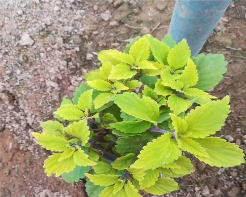 彩叶苗种植方法有哪些？如何确保成活率高？