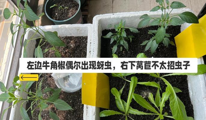 阳台菜心种植方法有哪些？如何确保阳台菜心生长旺盛？