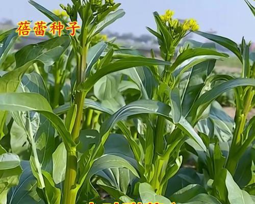 阳台菜心种植方法有哪些？如何确保阳台菜心生长旺盛？