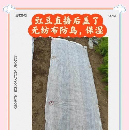 豆角种植方法有哪些？如何确保高产？