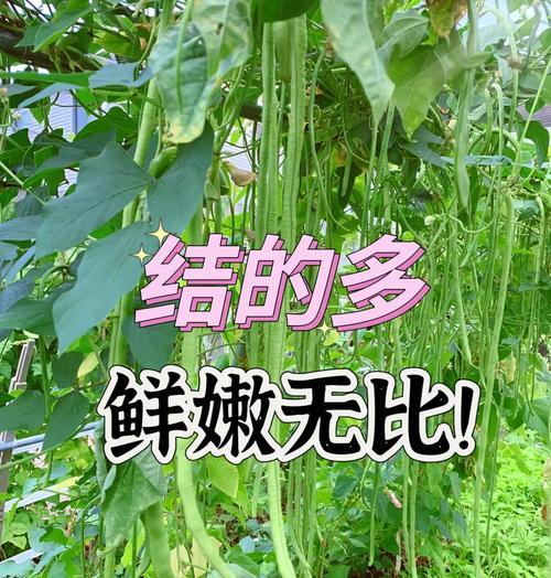 豆角种植方法有哪些？如何确保高产？