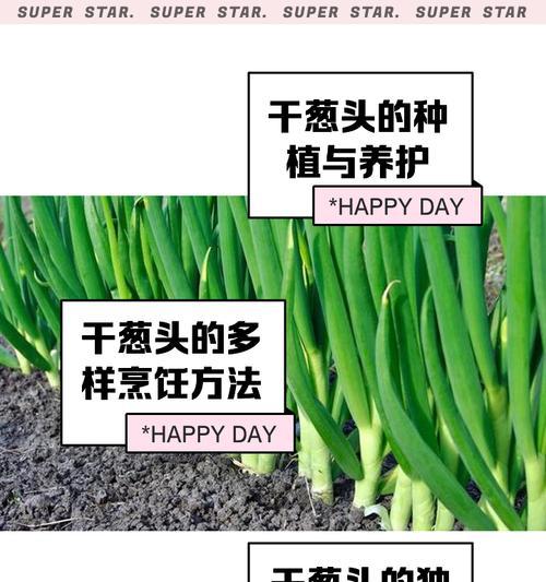 刚收回来的葱头催芽再种的正确方法是什么？