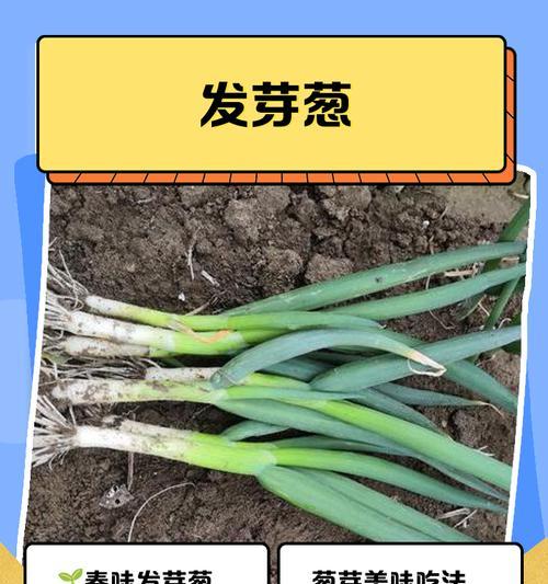 刚收回来的葱头催芽再种的正确方法是什么？
