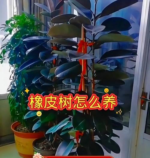 黑金刚修剪枝怎么修剪的？修剪步骤和注意事项是什么？