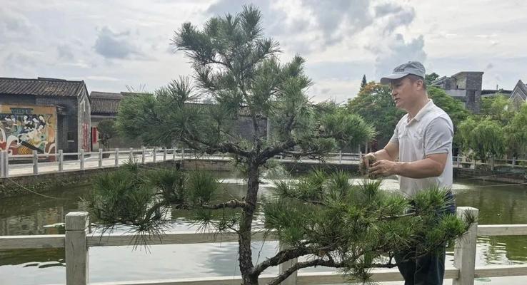 松树修剪枝丫怎么修剪的？修剪的最佳时间和方法是什么？