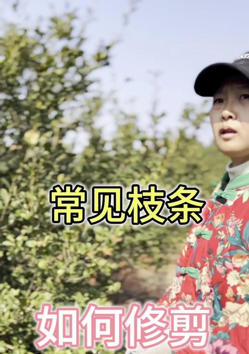 秋天果树修剪枝条的最佳方法是什么？修剪后如何促进果树生长？
