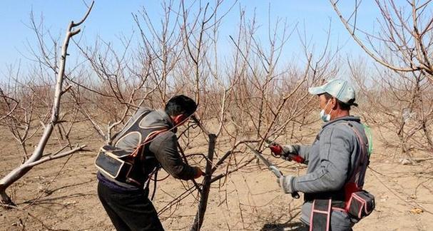 秋天果树修剪枝条的最佳方法是什么？修剪后如何促进果树生长？