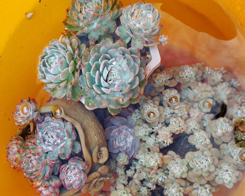 碧光环怎么种植方法？种植过程中需要注意哪些问题？