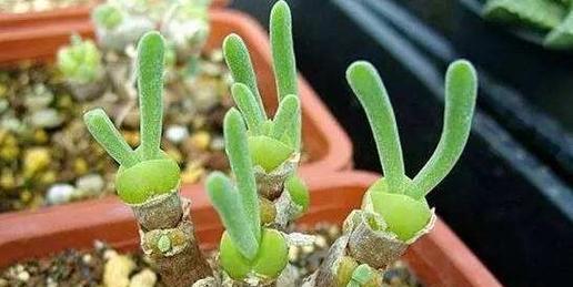 碧光环怎么种植方法？种植过程中需要注意哪些问题？