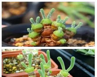 碧光环怎么种植方法？种植过程中需要注意哪些问题？