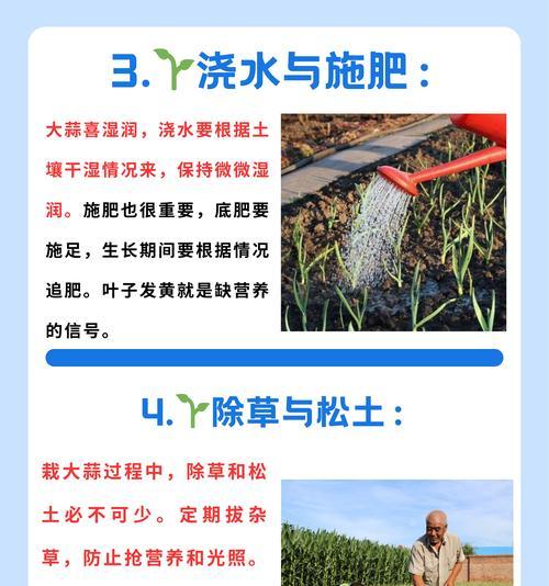 云南种蒜怎么种植方法？步骤和注意事项是什么？