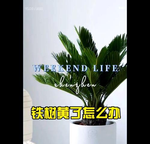 铁树种植练牙的方法是什么？如何正确进行铁树的种植和练牙？