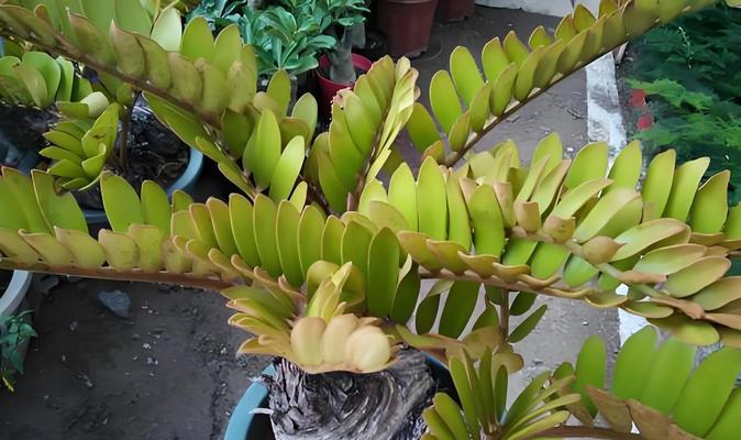 铁树种植练牙的方法是什么？如何正确进行铁树的种植和练牙？