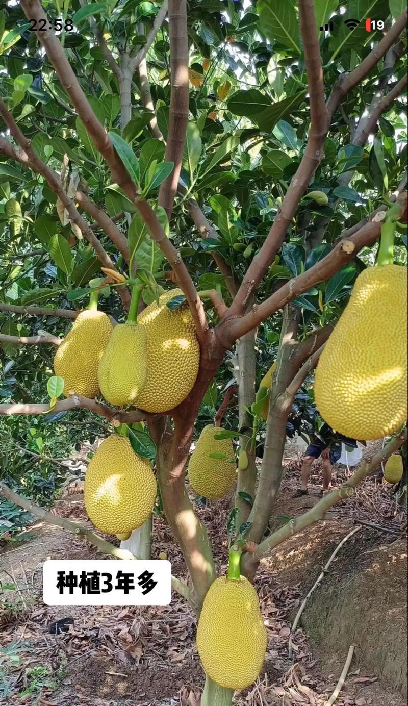 菠萝蜜怎么种植方法？从种子到收获的完整指南？