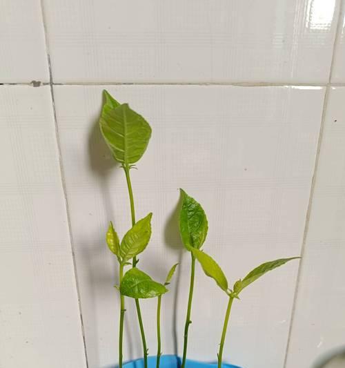 菠萝蜜怎么种植方法？从种子到收获的完整指南？