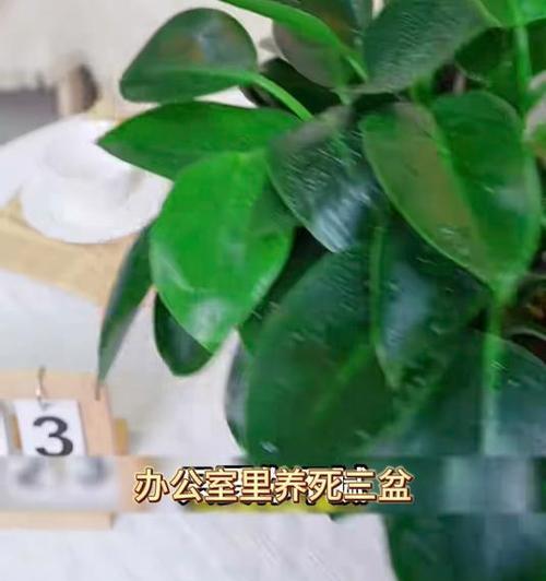 盆栽长高后修剪枝条的最佳时机是什么时候？如何正确修剪以促进生长？